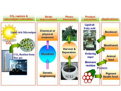 微藻科技 成功大學(xué)能源科技與策略研究中心的固碳與水淨(jìng)化先鋒