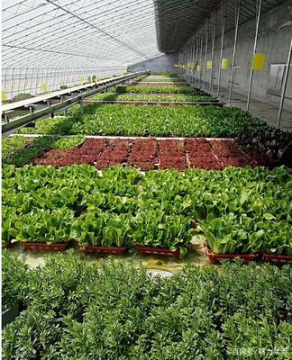 生物科技驅(qū)動產(chǎn)業(yè)升級，萊西龍頭企業(yè)引領(lǐng)農(nóng)民增收新路徑